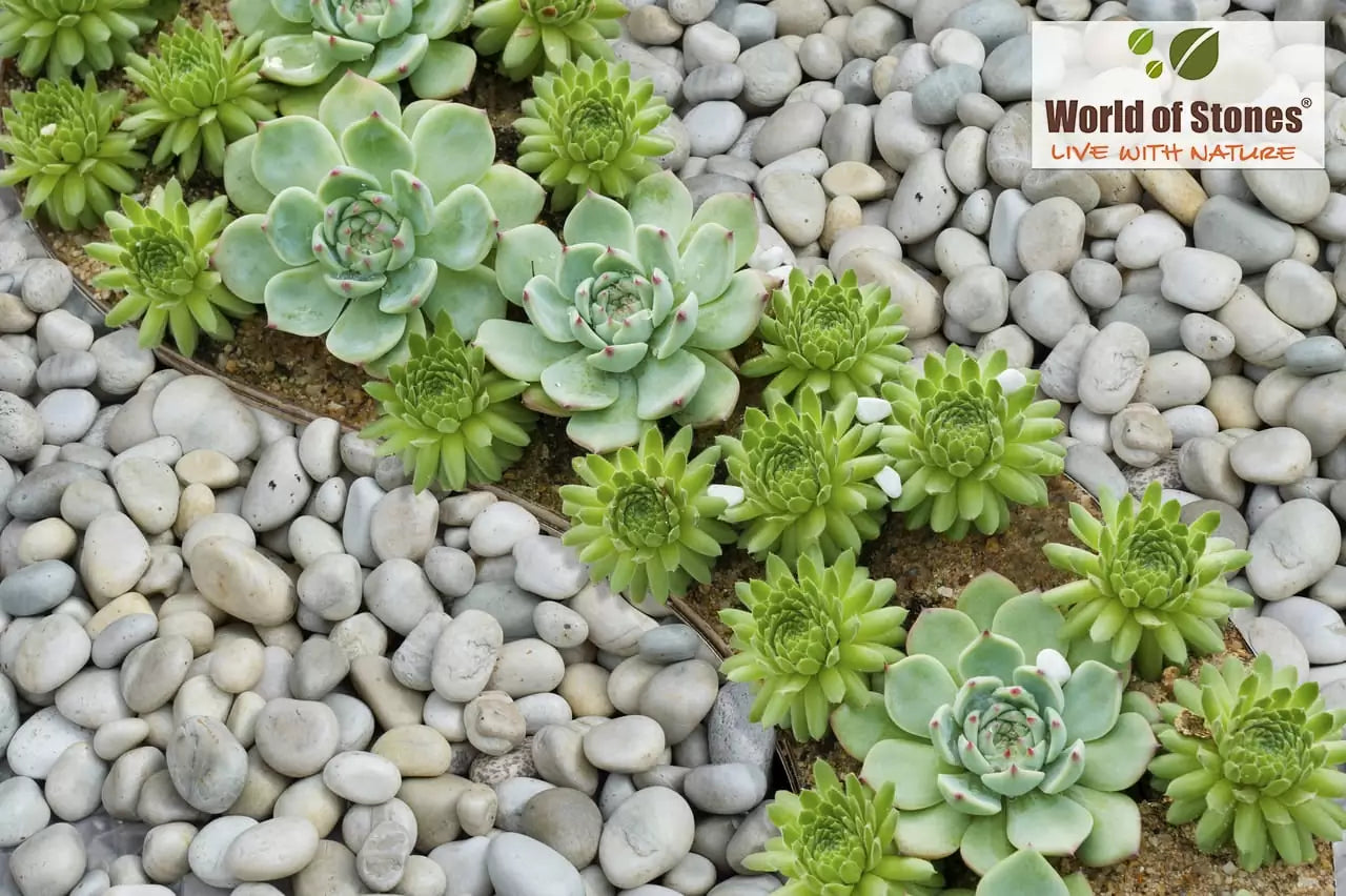 7 Creative Stone Pebbles for Garden Decoration in India